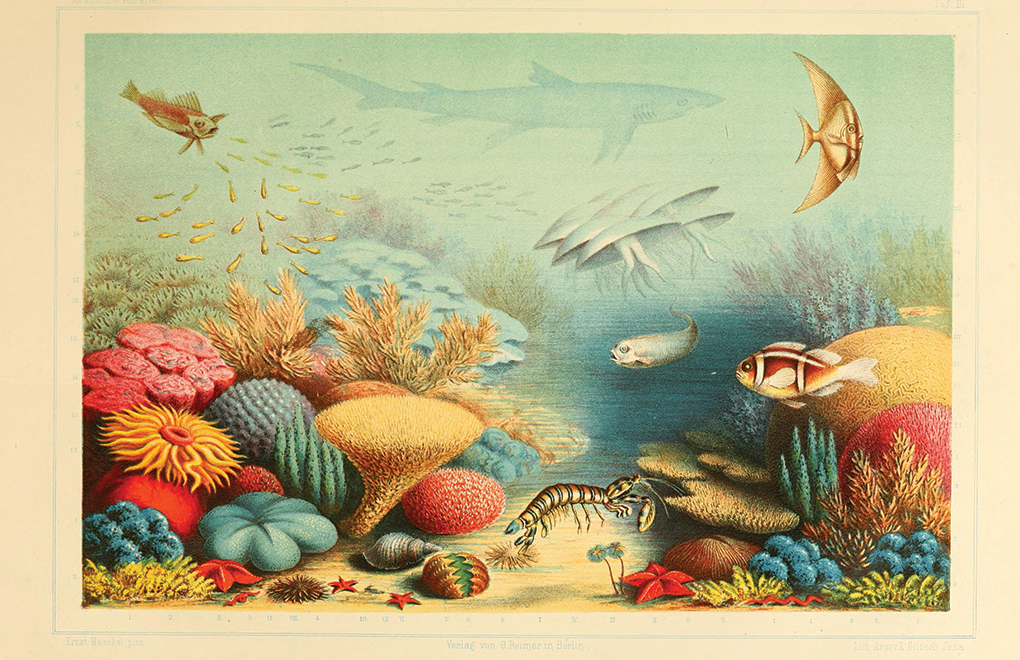 Ernst Haeckel Vintage 3-D Shadow Box Art Display — Aquarium Vinyl